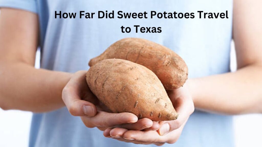 How Far Did Sweet Potatoes Travel to Texas